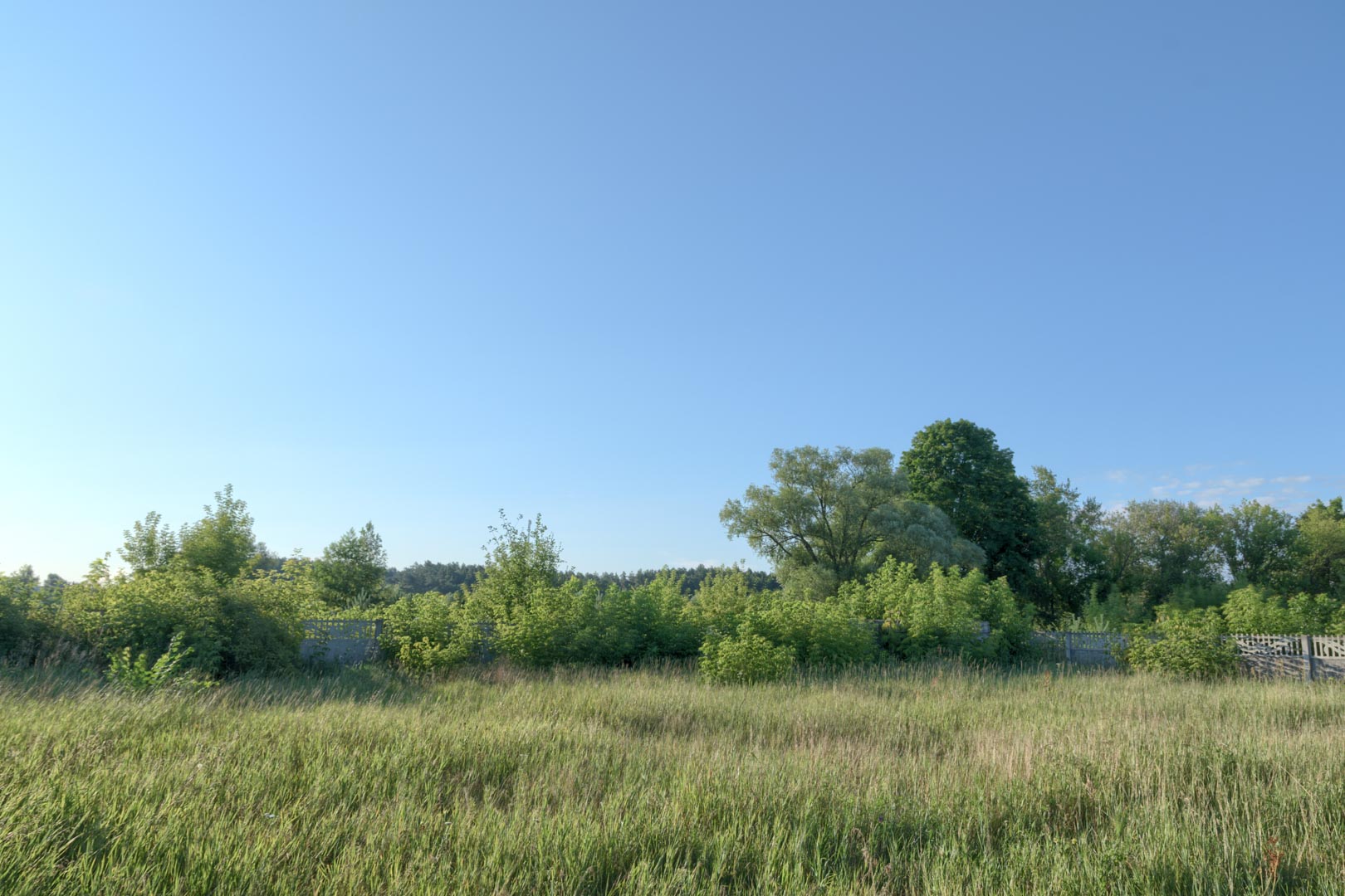 Backplate • ID: 13842 • HDRI Haven - Overgrown Backyard