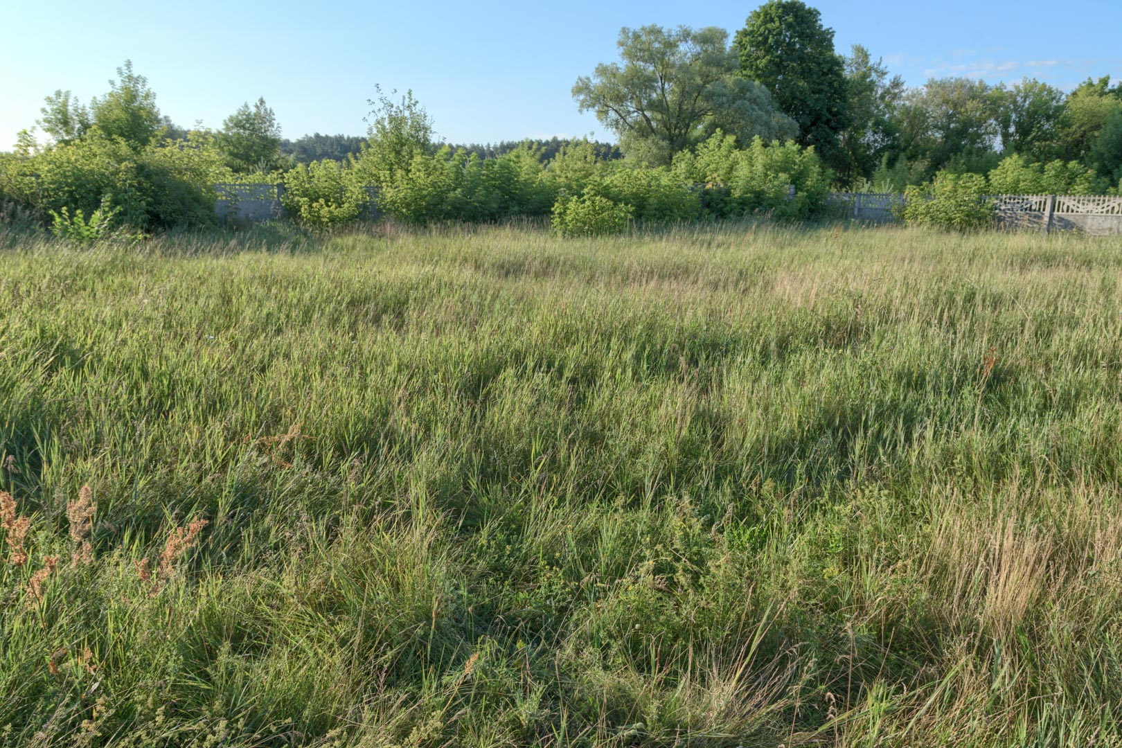 Backplate • ID: 15227 • HDRI Haven - Overgrown Backyard