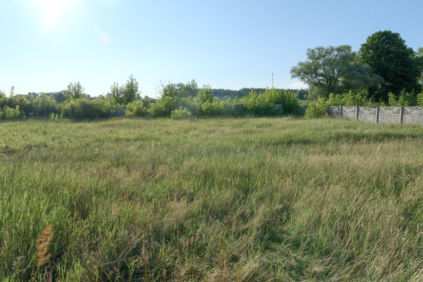 Backplate • ID: 13832 • HDRI Haven - Overgrown Backyard