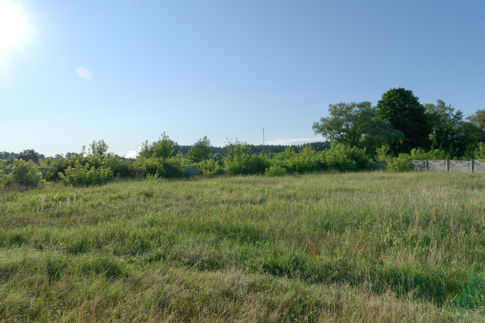 Backplate • ID: 15218 • HDRI Haven - Overgrown Backyard