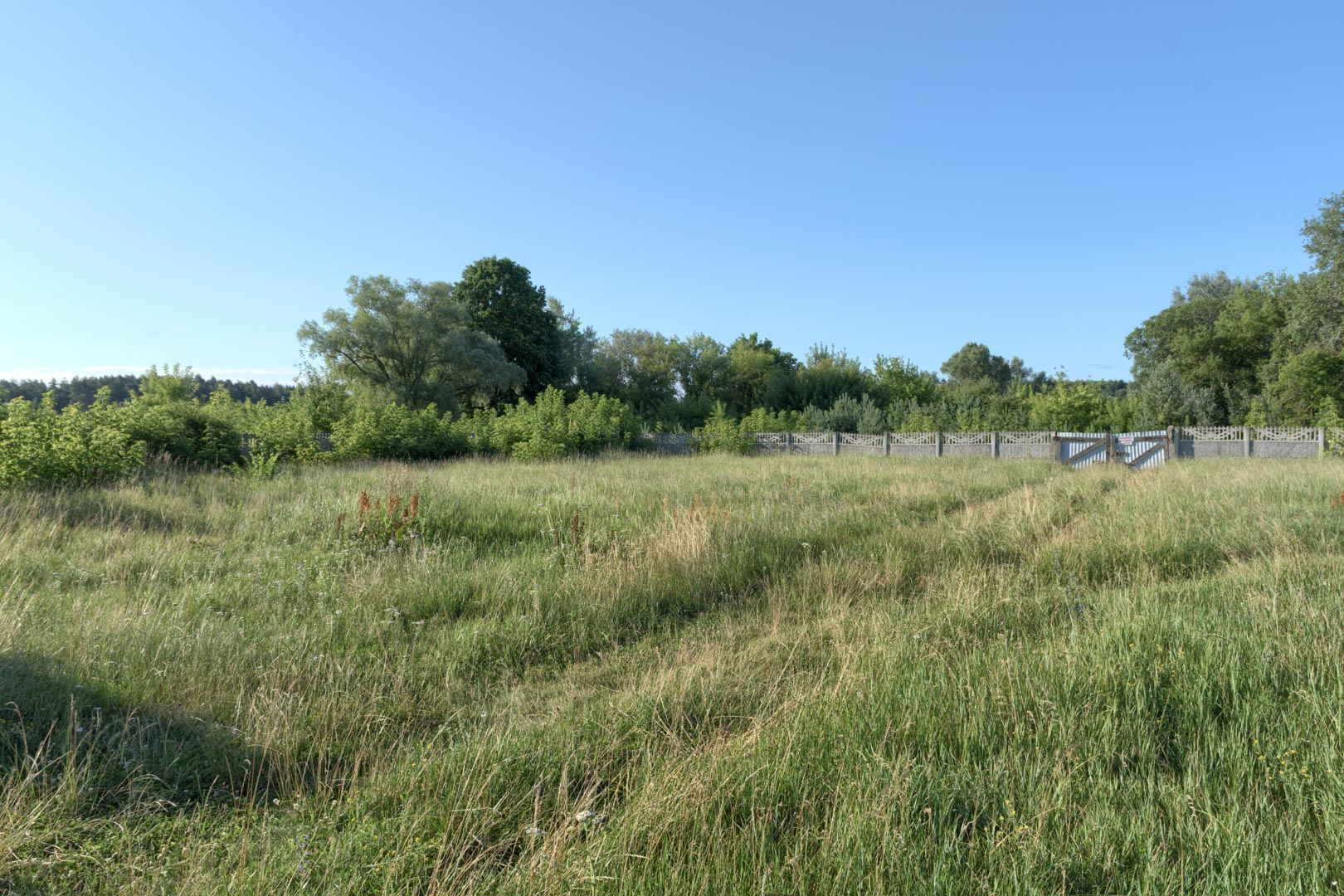 Backplate • ID: 13835 • HDRI Haven - Overgrown Backyard