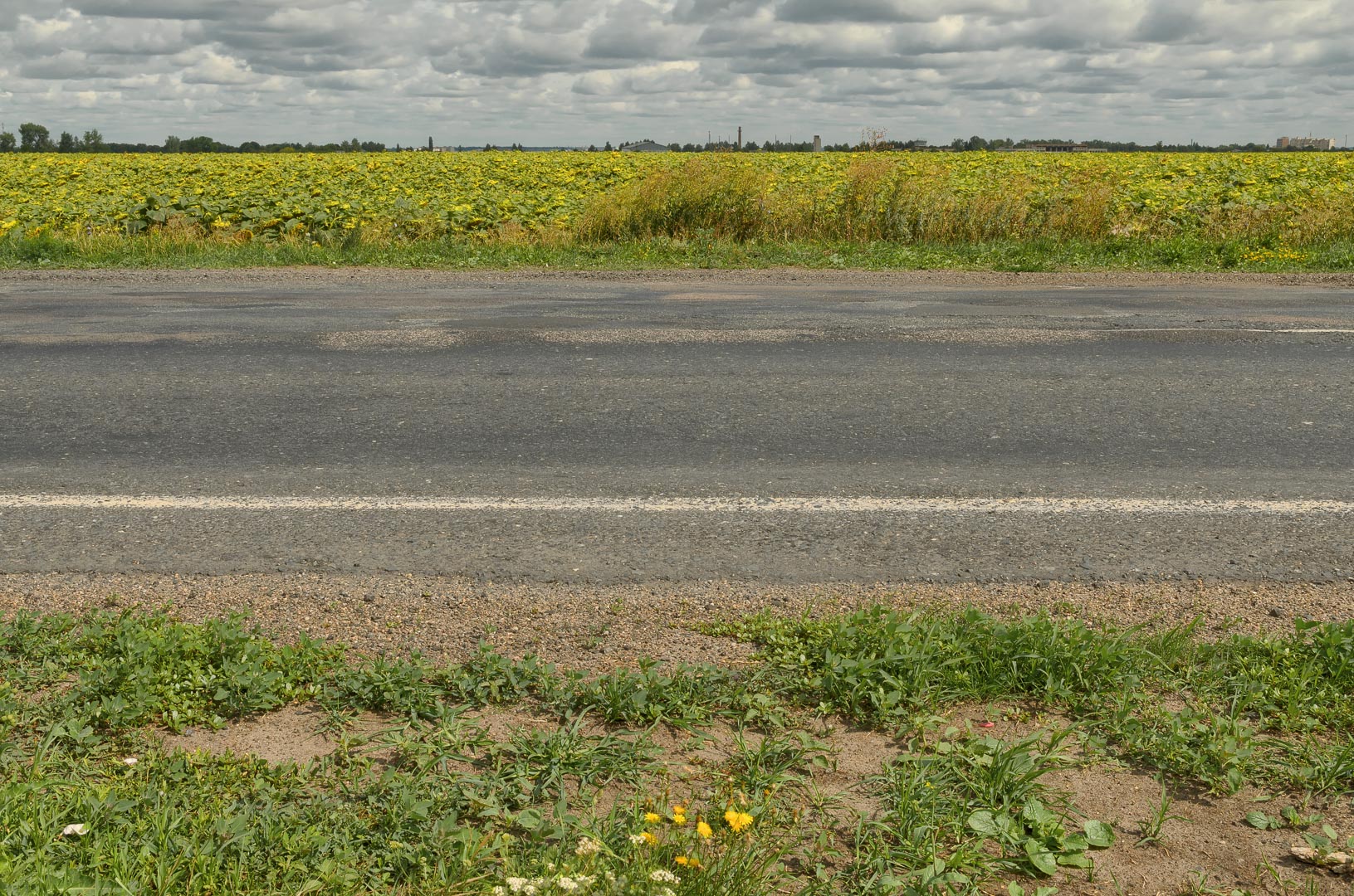 Backplate • ID: 6681 • HDRI Haven - Road At The Sunflower Field