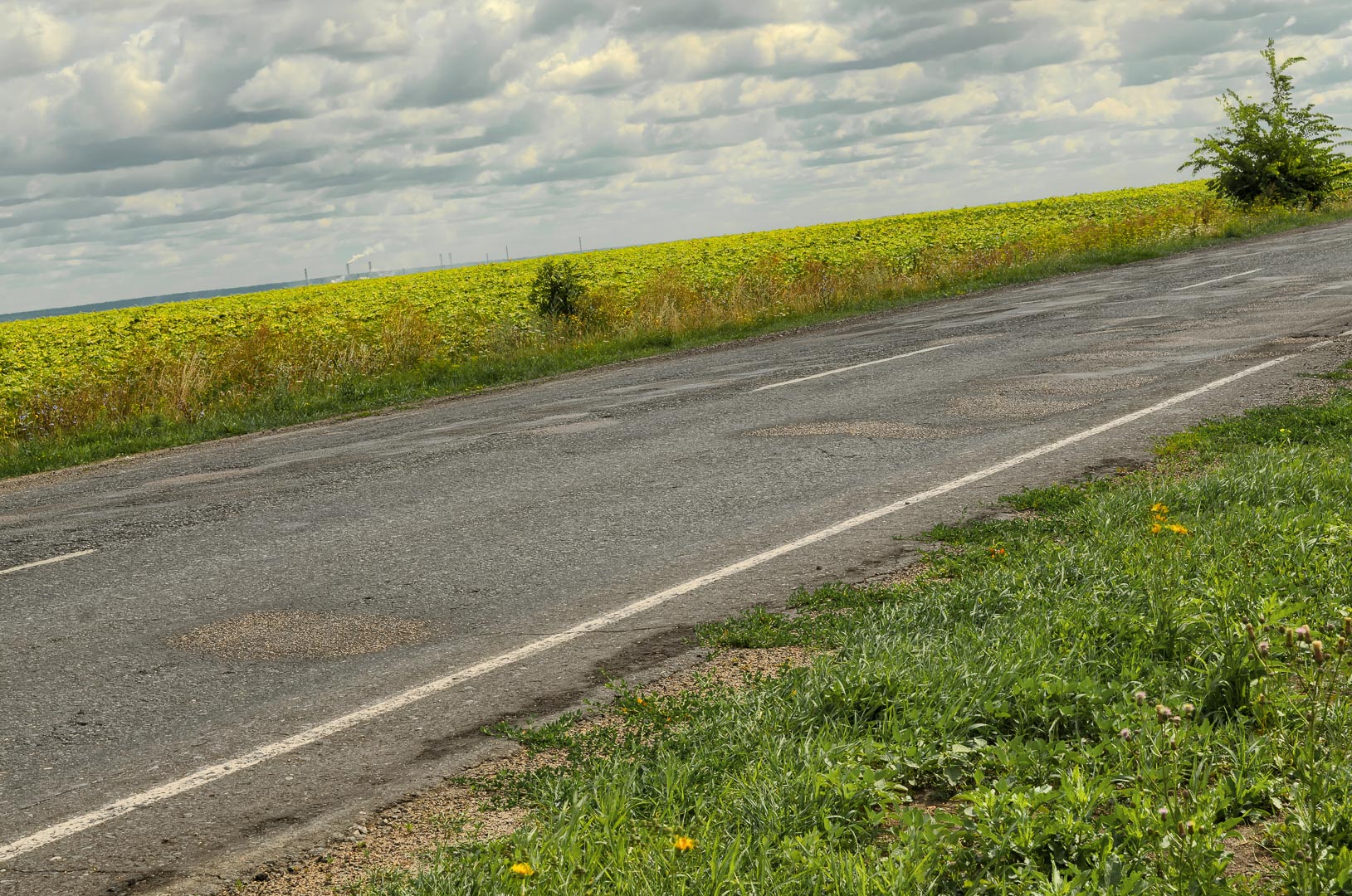 Backplate • ID: 6686 • HDRI Haven - Road At The Sunflower Field