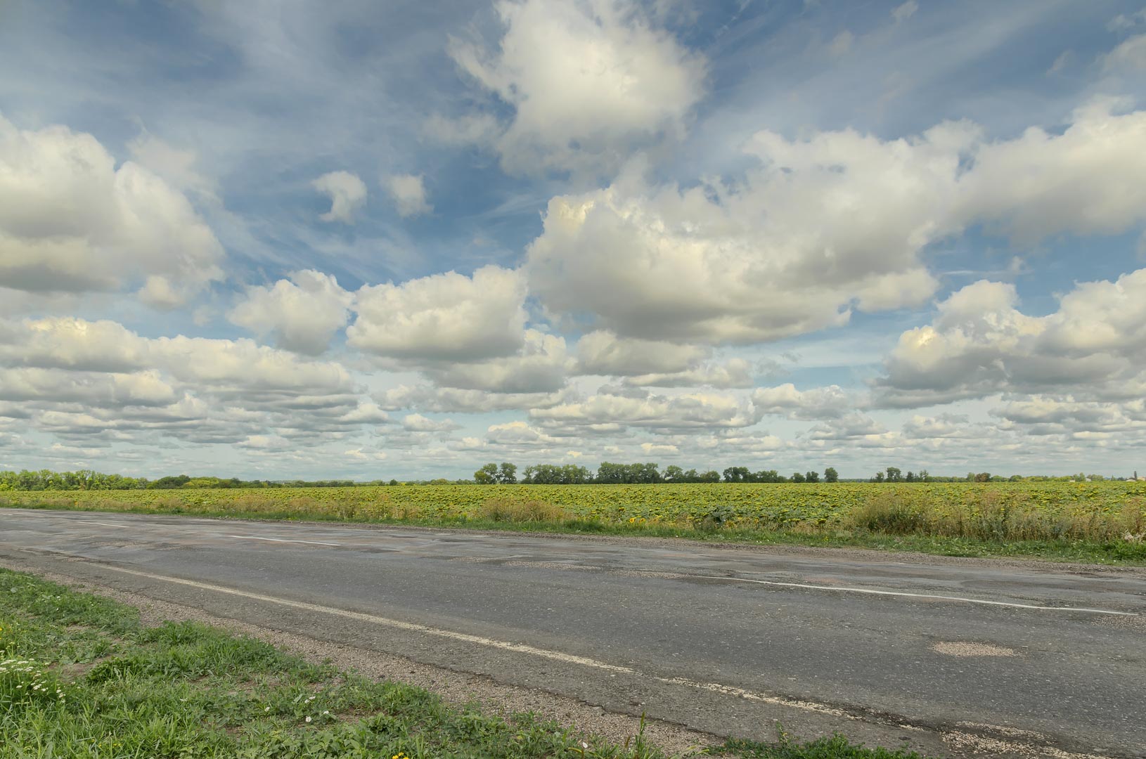 Backplate • ID: 6684 • HDRI Haven - Road At The Sunflower Field