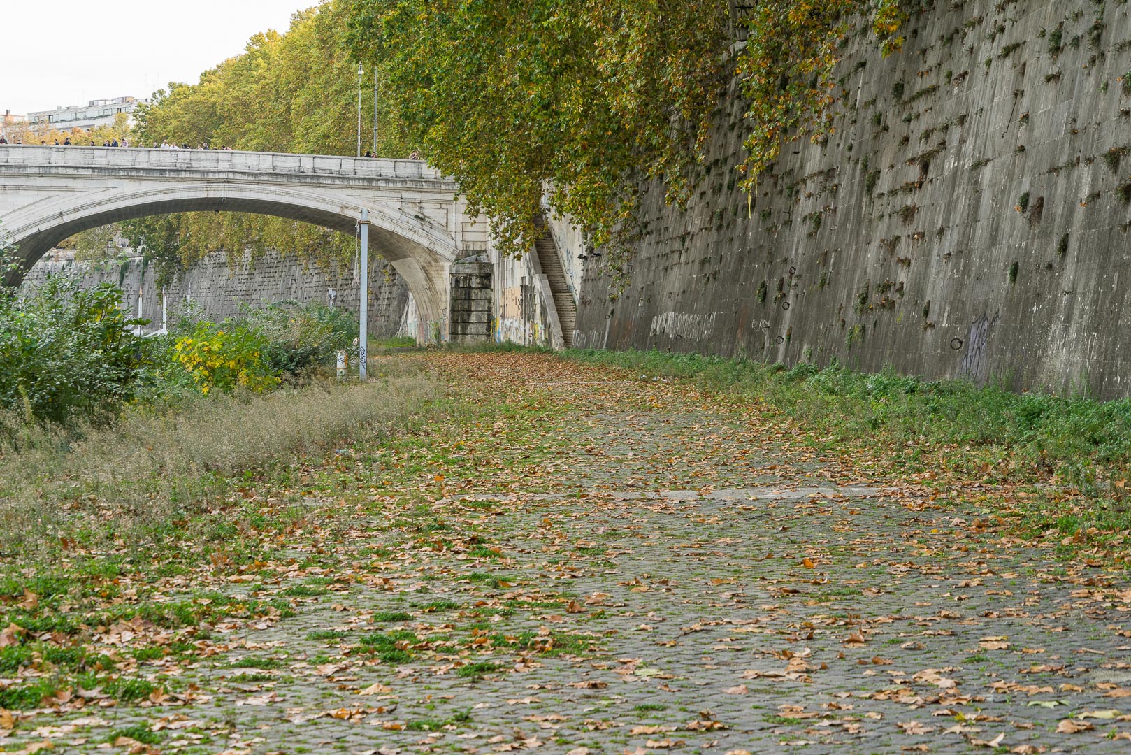 Backplate • ID: 10598 • HDRI Haven - Tiber River