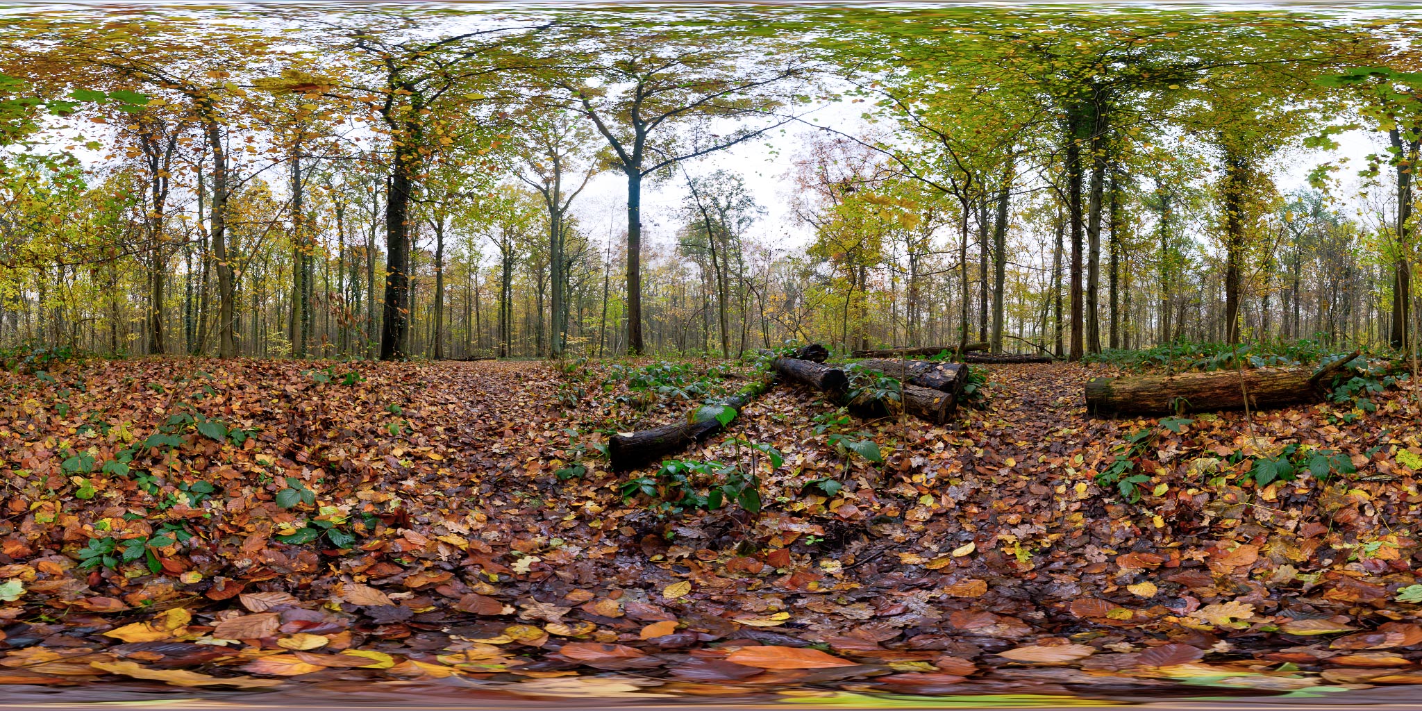 Autumn Leaves Ground • HDRI Haven